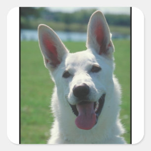 Pegatina Cuadrada Perro pastor alemán blanco