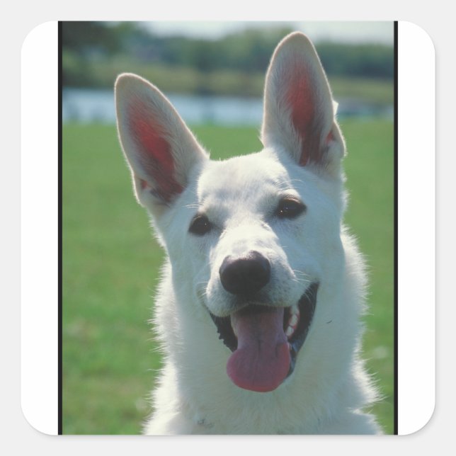 Pegatina Cuadrada Perro pastor alemán blanco (Anverso)