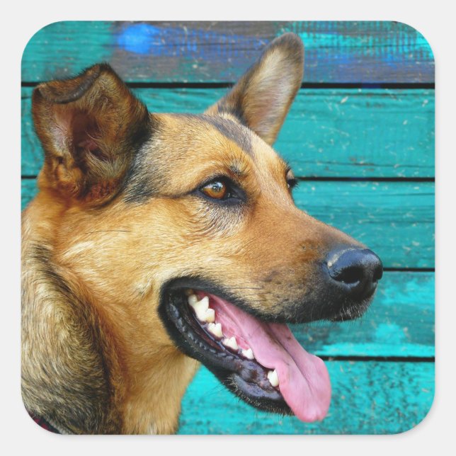 Pegatina Cuadrada Perro pastor alemán feliz (Anverso)