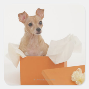 Pegatina Cuadrada Perro pequeño sentado en una caja de regalo