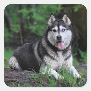Pegatina Cuadrada Perro picante Husky Siberiano - Hola, ¿Cómo estás?
