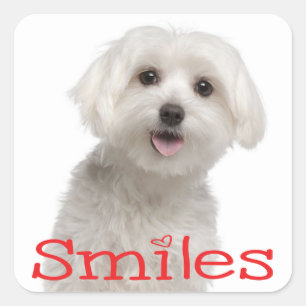 Pegatina Cuadrada Perro picante maltés blanco lindo Hola sonrisas Am