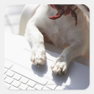 Pegatina Cuadrada Perro poniendo sus manos en una laptop