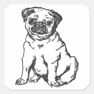 Pegatina Cuadrada Perro Pug , ilustracion blanco y negro