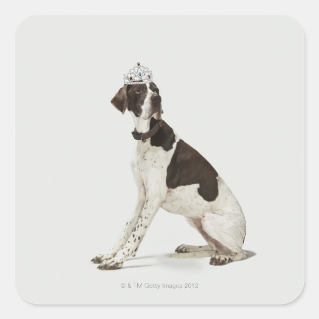 Pegatina Cuadrada Perro sentado con una tiara en la cabeza (Anverso)