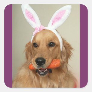 Pegatina Cuadrada Perro SIlly Golden Retriever con orejas de conejo