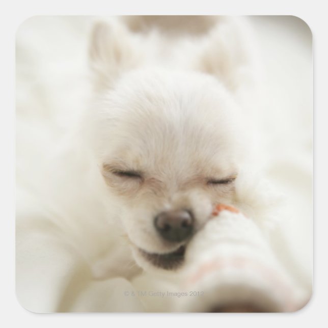 Pegatina Cuadrada Perro sujetando el juguete en la boca (Anverso)