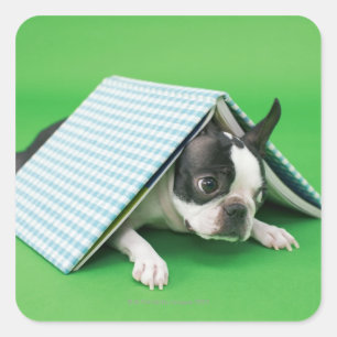 Pegatina Cuadrada Perro tirado bajo un libro