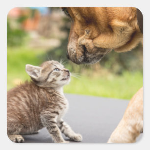 Pegatina Cuadrada Perro y gato de las imágenes el   de Getty en amo