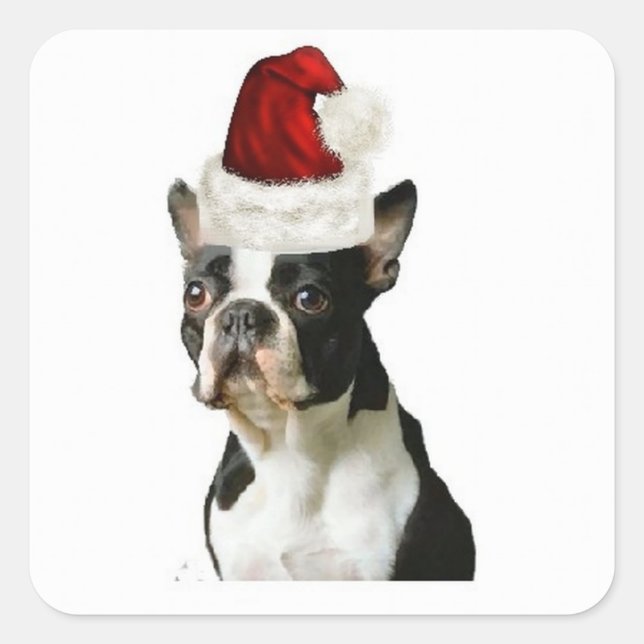 Pegatina Cuadrada Perros Ditzy~Pegatina original~Boston Terrier (Anverso)