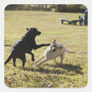 Pegatina Cuadrada Perros jugando