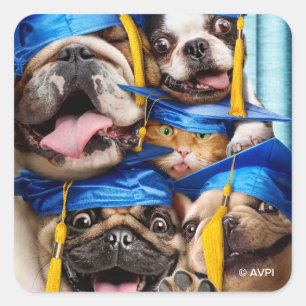 Pegatina Cuadrada Perros y gatos graduados en cabina de fotos