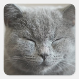 Pegatina Cuadrada Personalizado Cute Gray Kitty Face Photo