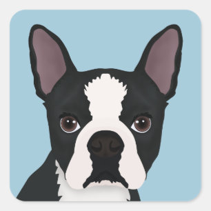 Pegatina Cuadrada personalizado de boston terrier