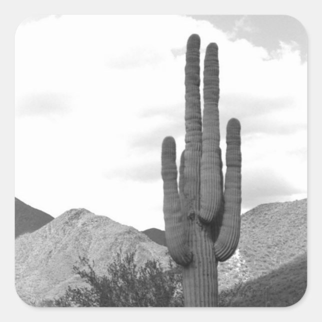 Pegatina Cuadrada Personalizado del Desierto de Saguaro Cactus Pegat (Anverso)