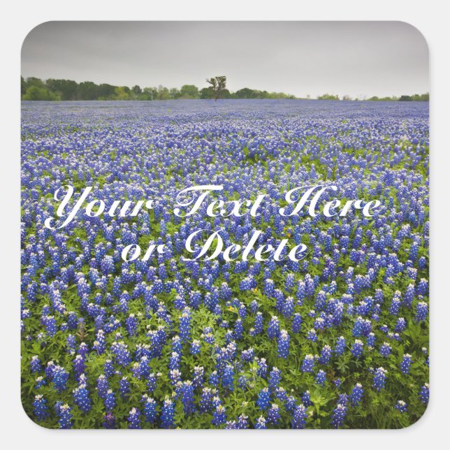 Pegatina Cuadrada Personalizado Textos Blue Spring Bluebonnets Texas (Anverso)
