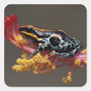 Pegatina Cuadrada Perú, selva lluviosa peruana. Rana venenosa