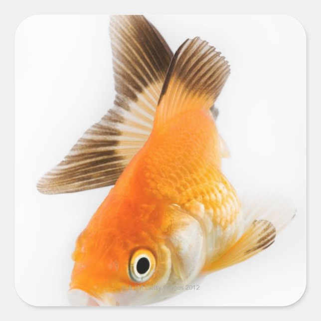 Pegatina Cuadrada Pesca de oro (Carassius auratus) (Anverso)