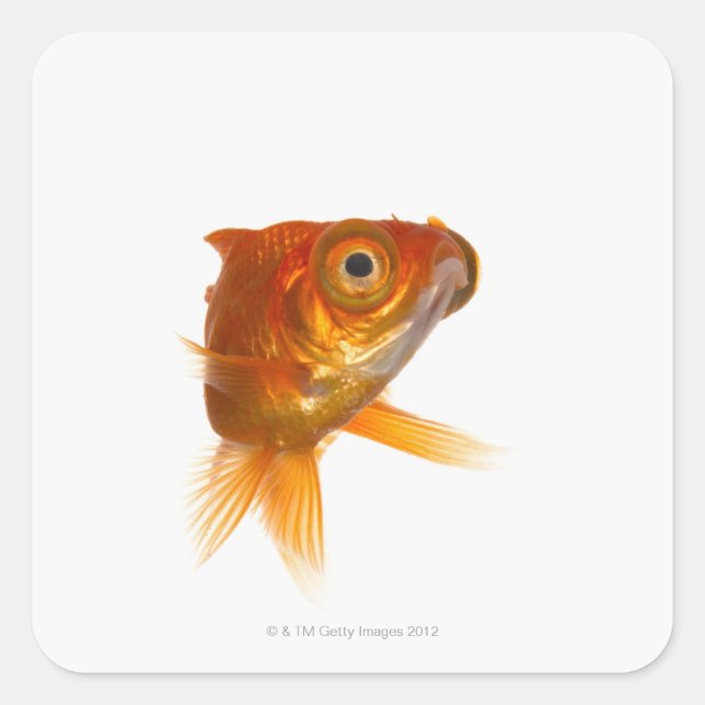 Pegatina Cuadrada Pesca de oro con ojos grandes 3 (Anverso)