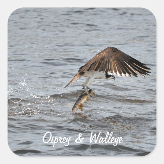 Pegatina Cuadrada Pesca Osprey y Catch 3 Wildlife Photo (Anverso)
