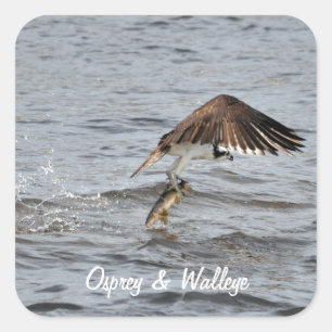 Pegatina Cuadrada Pesca Osprey y Catch 3 Wildlife Photo