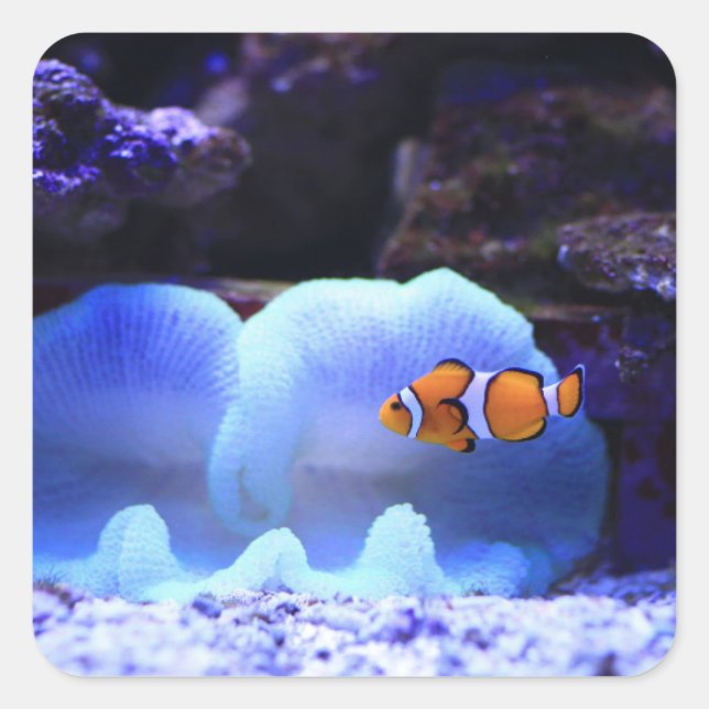 Pegatina Cuadrada Pescado (Anverso)