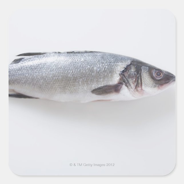 Pegatina Cuadrada Pescado branzini entero (Anverso)