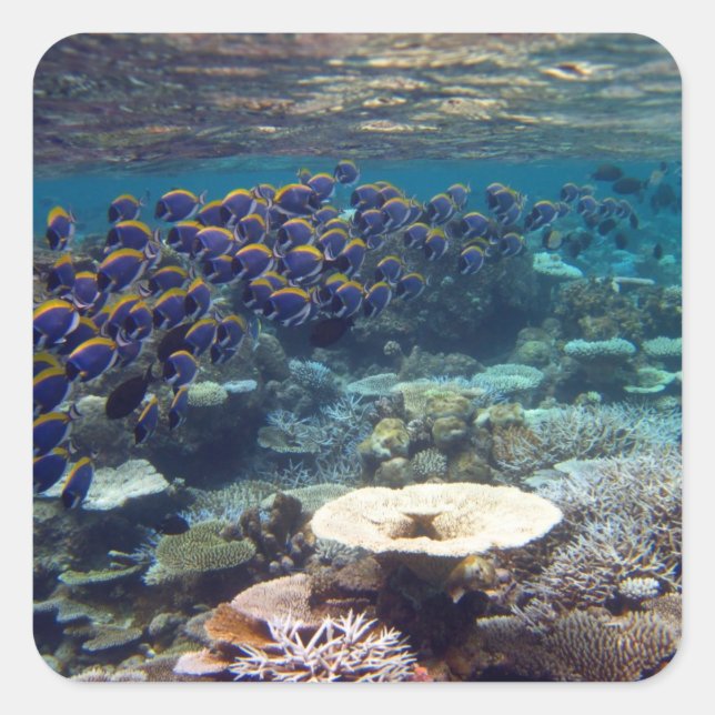 Pegatina Cuadrada Pescado cirujano azul en polvo (Anverso)