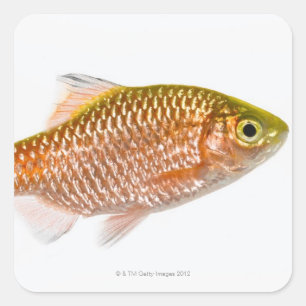 Pegatina Cuadrada Pescado de barbas rosadas (Puntius conchonius)