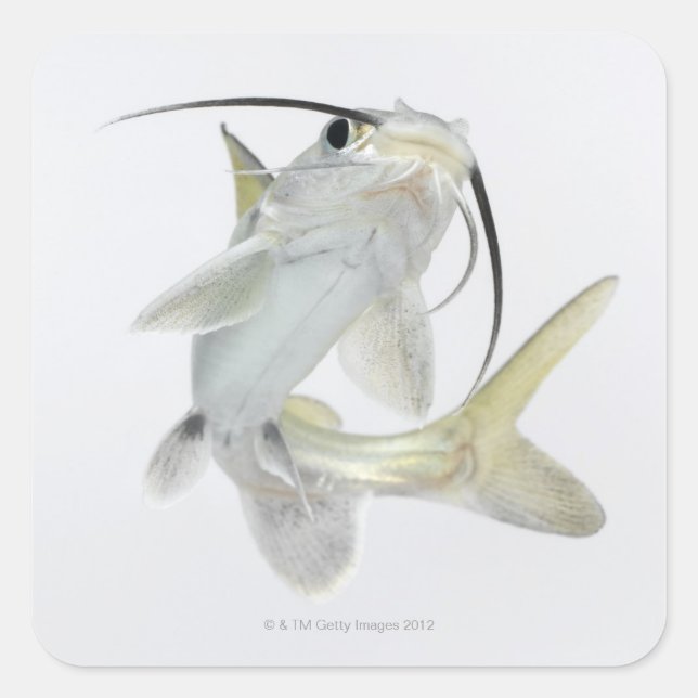 Pegatina Cuadrada Pescado de mar de tete (Hexanematichthys seemanni) (Anverso)