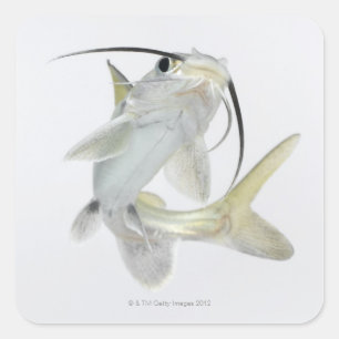 Pegatina Cuadrada Pescado de mar de tete (Hexanematichthys seemanni)