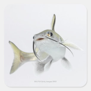 Pegatina Cuadrada Pescado de mar de tete (Hexanematichthys seemanni)