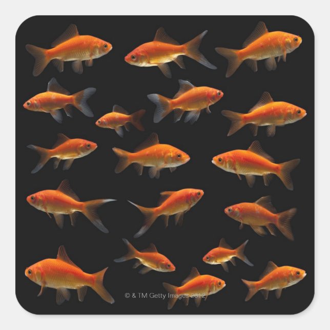 Pegatina Cuadrada Pescado de oro 2 (Anverso)