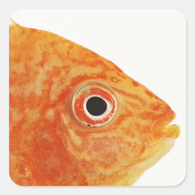Pegatina Cuadrada Pescado de Red Deacon (Anverso)