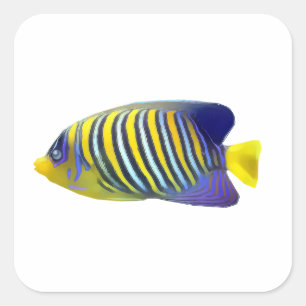 Pegatina Cuadrada Pescado tropical amarillo y azul