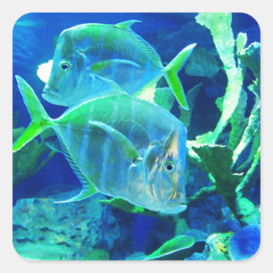 Pegatina Cuadrada Pescado tropical, azul y verde,
