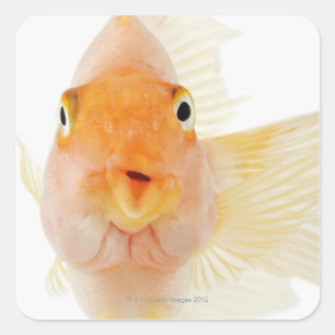 Pegatina Cuadrada Pescados de agua dulce tropicales