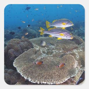 Pegatina Cuadrada Pescados de Sweetlip
