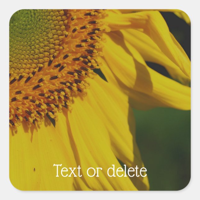 Pegatina Cuadrada Pétalos de girasol Flor personalizada (Anverso)