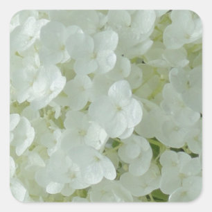 Pegatina Cuadrada Pétalos de hidrangea blanca