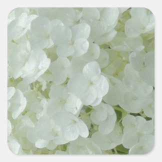 Pegatina Cuadrada Pétalos de hidrangea blanca