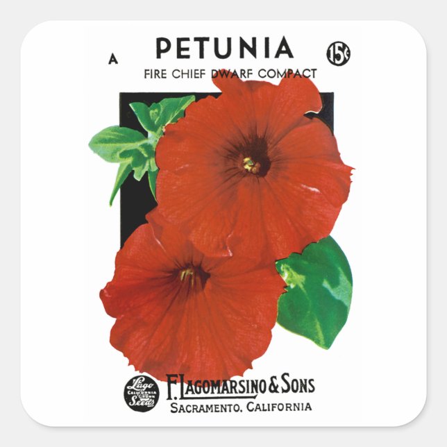 Pegatina Cuadrada Petunia (Anverso)