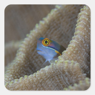 Pegatina Cuadrada Pez mariposa (Blenniidae) asomando la cabeza