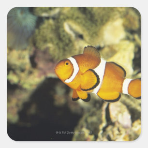 Pegatina Cuadrada pez payaso común (Amphiprion ocellaris),