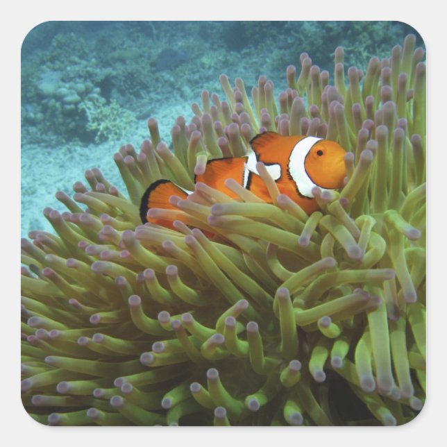 Pegatina Cuadrada Pez payaso occidental ( Amphiprion ocellaris ) (Anverso)