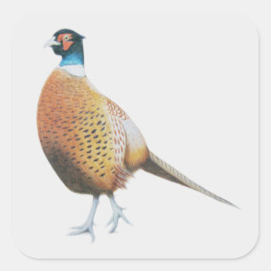 Pegatina Cuadrada Pheasant 2012