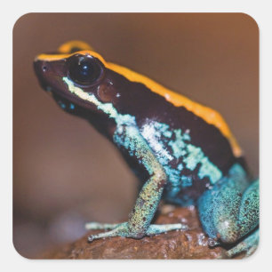 Pegatina Cuadrada Phyllobates vittatus, una rana venenosa