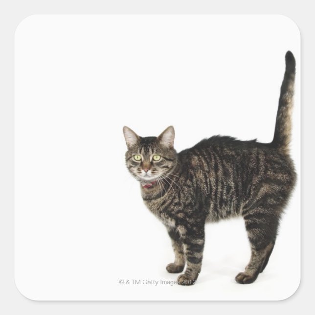 Pegatina Cuadrada Pie de gato masculino doméstico de pie (Anverso)