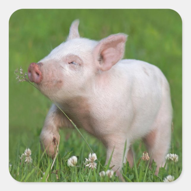 Pegatina Cuadrada Piglet Blanco Cuelga Una Flor (Anverso)