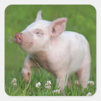 Piglet Blanco Cuelga Una Flor